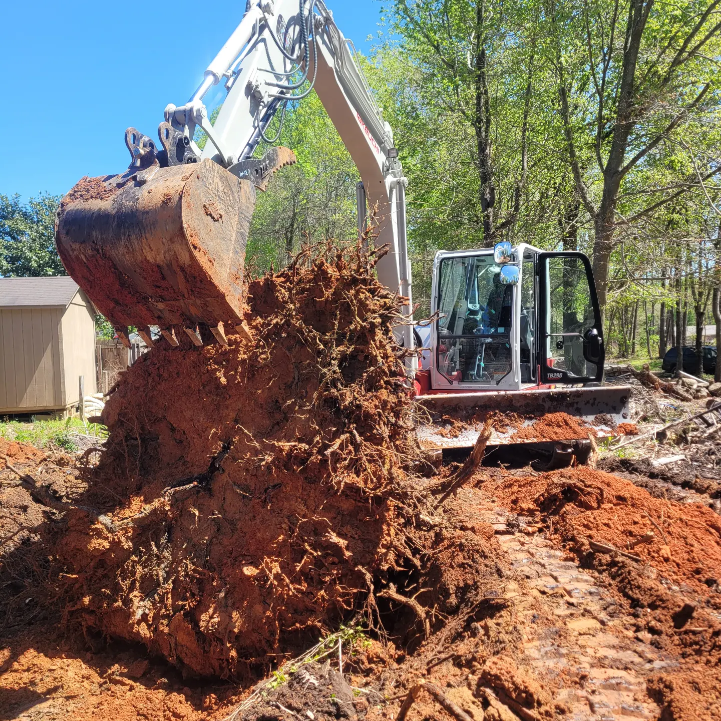 Wooded slope with the underbrush mulched out and the trees left standing
