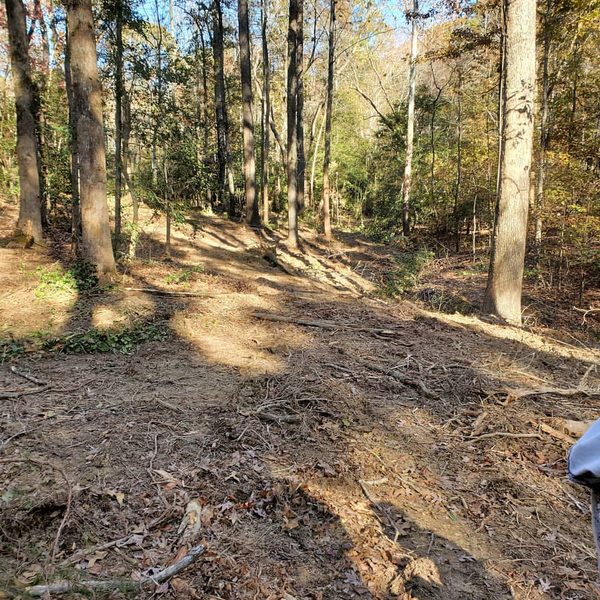 Wooded slope with the underbrush mulched out and the trees left standing