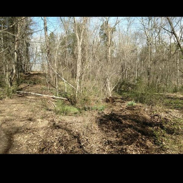 Woodland floor mulched flat after clearing