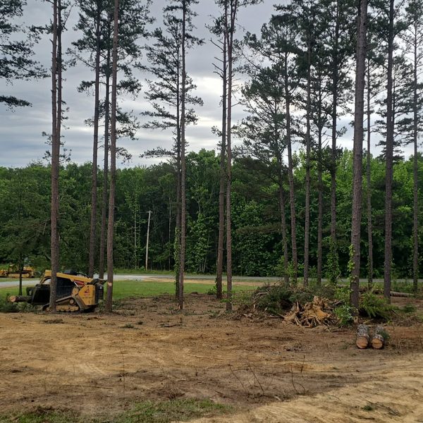 Pine stand thinned and mulched, cut logs stacked at the edge