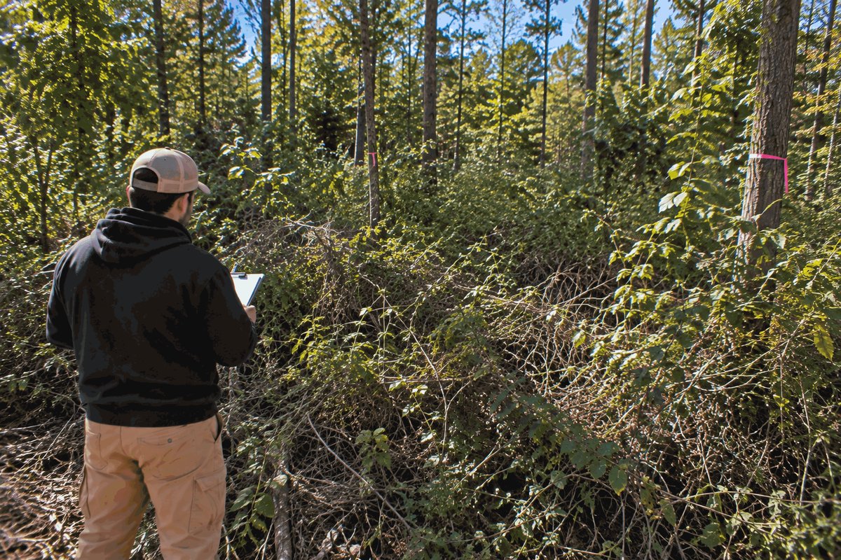 Estimator with a clipboard at the edge of dense undergrowth with trees marked in pink ribbon
