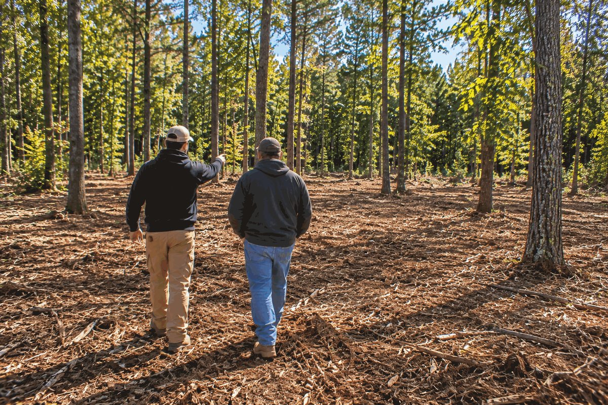 Two people walking through open woods where the underbrush has been mulched and the larger trees left standing