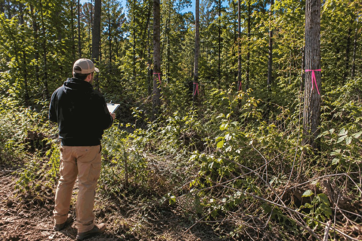 Estimator with a clipboard at the edge of an overgrown wooded lot with trees marked in pink ribbon