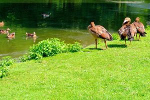 Pondering a Pond? 4 Benefits of Pond Construction