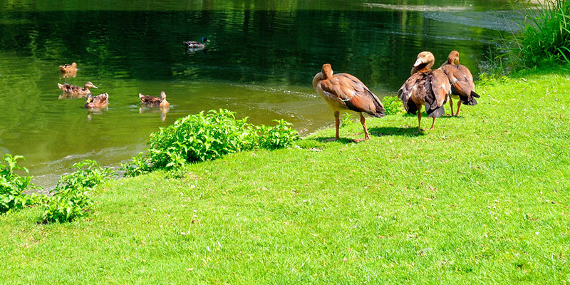 Pondering a Pond? 4 Benefits of Pond Construction