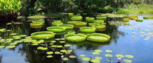 Pond Construction: Transform Your Property into a Tranquil Oasis