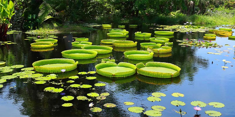 Pond Construction: Transform Your Property into a Tranquil Oasis